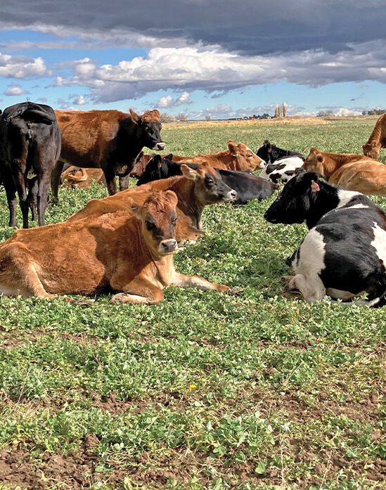 Horizon Cow Care
