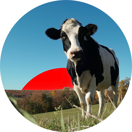 Cow Care