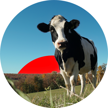 Cow Care